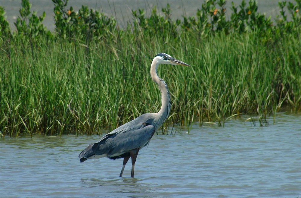 (29) Dscf3367 (great blue heron).jpg   (1000x657)   328 Kb                                    Click to display next picture